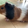 【里親決定】モルモットメス2ヶ月 サムネイル3