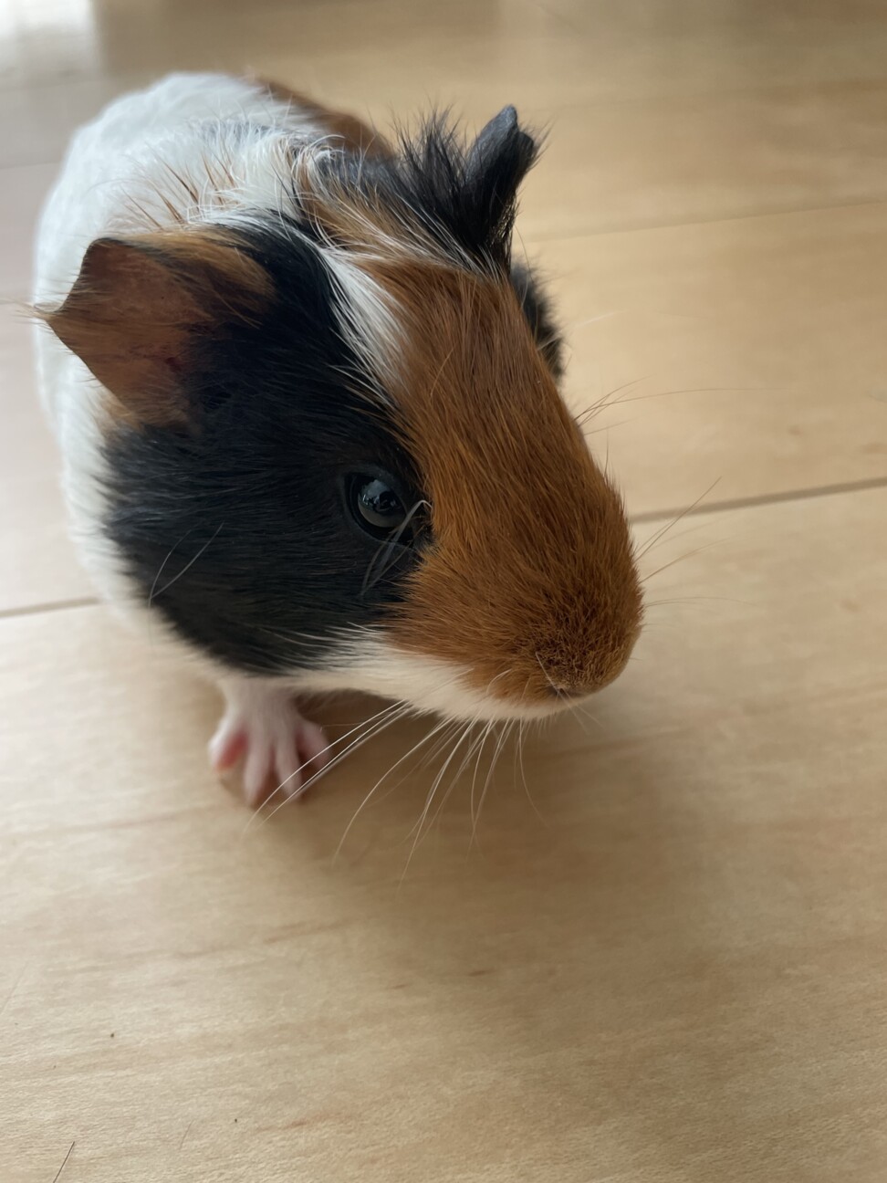 【里親決定】モルモットメス2ヶ月 サムネイル4