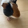 【里親決定】モルモットメス2ヶ月 サムネイル4