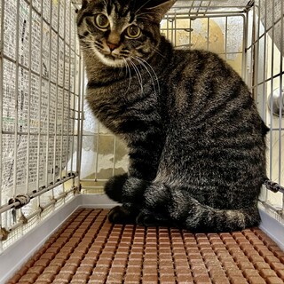 人馴れ訓練中　小顔で美形な女の子