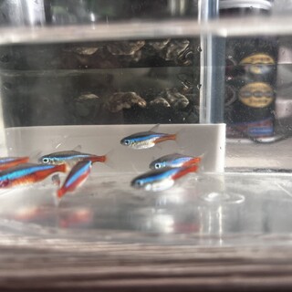 ネオンテトラ・カージナルテトラ里親募集