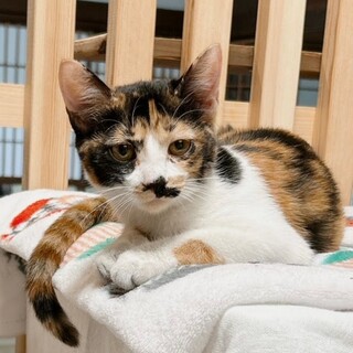 甘えん坊で愛らしい♡三毛のえみちゃん