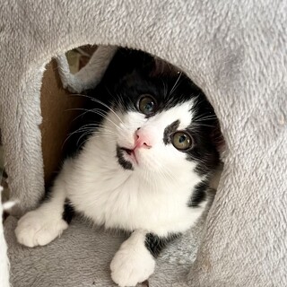 アゴの模様の可愛いあごぷっち君