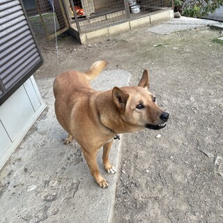 猟犬の女の子です。