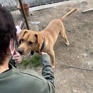 猟犬の男の子です。