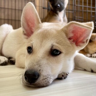 【生後2ヶ月の輝くクリーム色の男の子】お膝が指定席