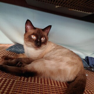 有難うございます。