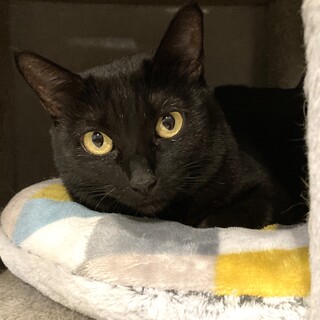 【かすみ】控えめで人が大好きな黒猫さん