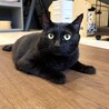 【かすみ】控えめで人が大好きな黒猫さん サムネイル2