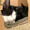 【かすみ】控えめで人が大好きな黒猫さん サムネイル3