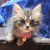 【まゆ】お目々くるくる長毛キジ子ねこ サムネイル3