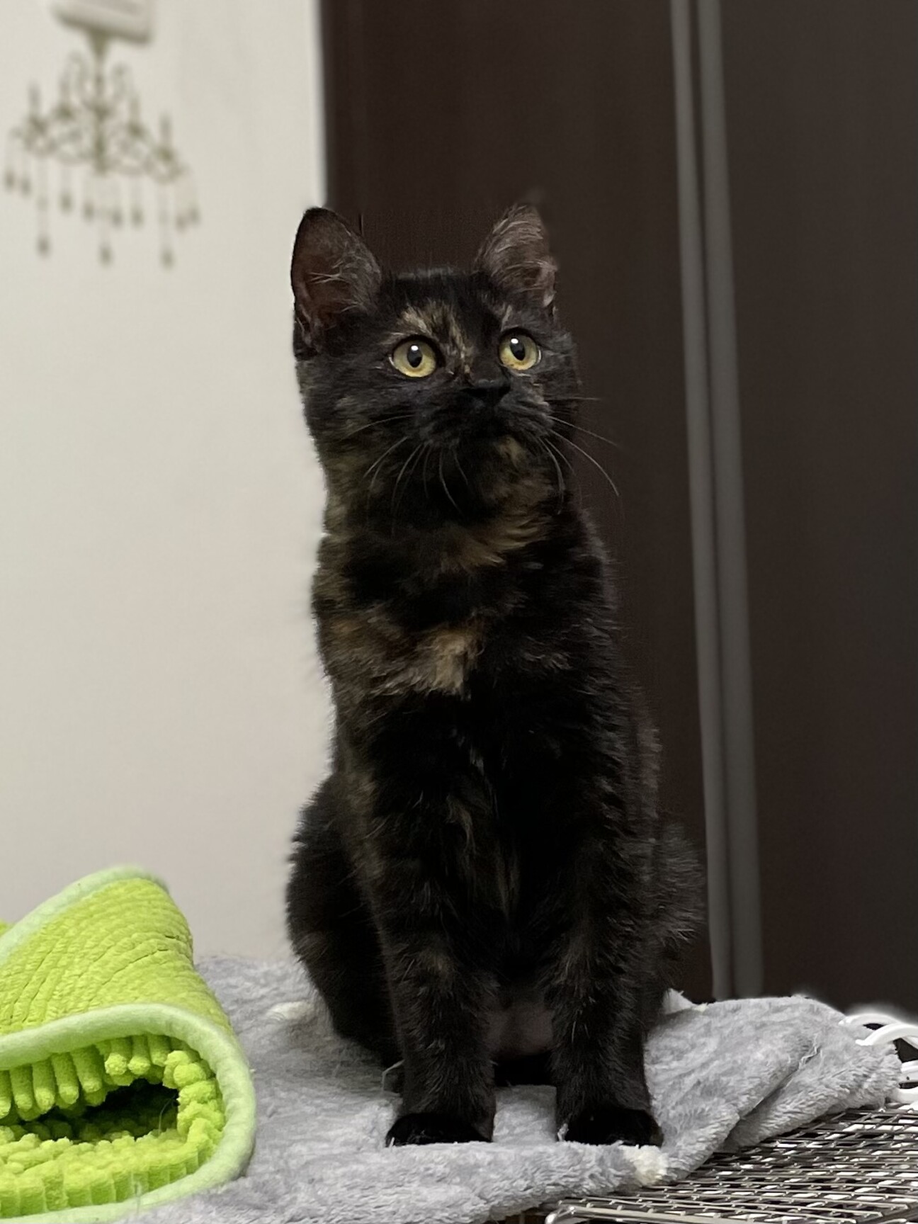 ちび猫※プロフ全文必読※2508W4-1 ちび猫※プロフ全文必読※様専用2508W3 - メルカリ