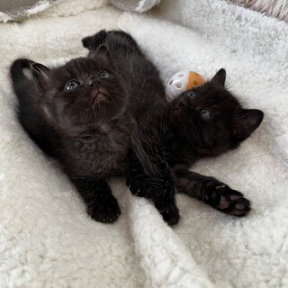 ブラックスモークの兄&妹 黒猫 仲良しです♪