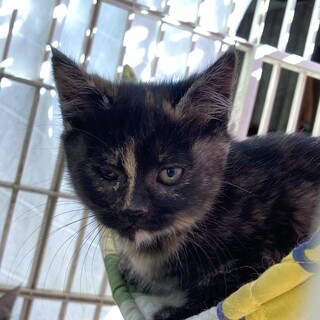 サビ猫　女の子　２カ月