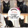 里親募集！黒猫、譲渡会参加中☆ サムネイル2