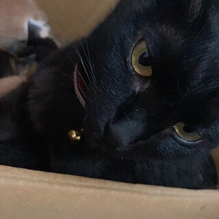 もう寒いので暖かいお家をください！