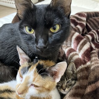 黒猫ちゃん！！お耳の大きめ女の子！