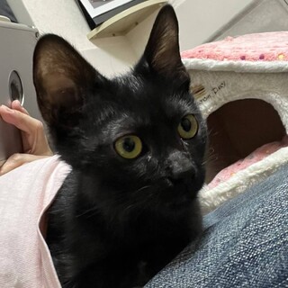 里親募集！黒猫、譲渡会参加中☆