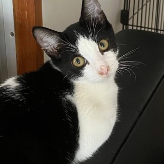 里親募集！白黒ハチワレ、譲渡会参加中☆