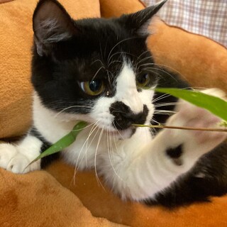 白黒子猫3兄妹の家族探し♪