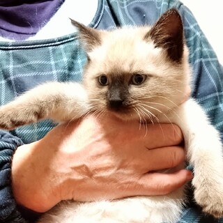 子犬みたいなシャムMIX：でんまる