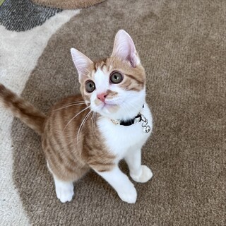 お目目きゅるんきゅるん♡可愛いカロ♩