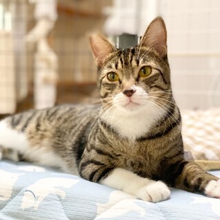 キジ白おっとり男の子