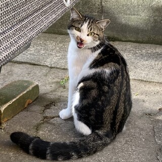 推定7ヶ月のオス猫　やんちゃ