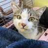 推定7ヶ月のオス猫　やんちゃ サムネイル2