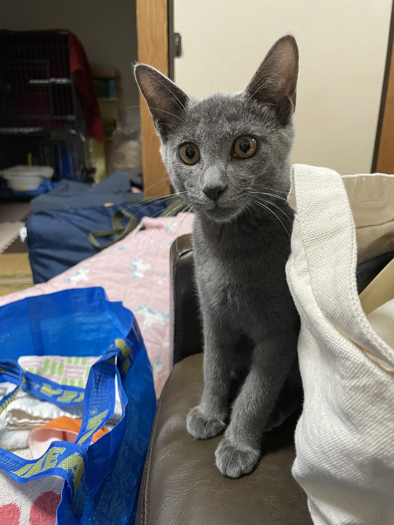 雑種、グレー猫人懐っこい」大分県 - 猫の里親募集(477268