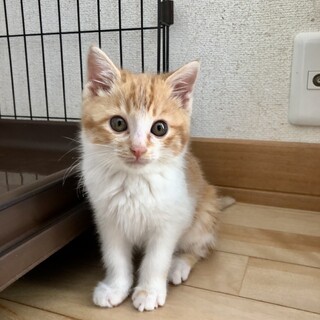 ありがとうございました★茶白のキョウスケちゃん