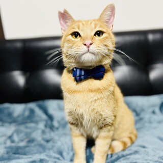 べったり超甘えんぼな茶トラくん【大阪市】