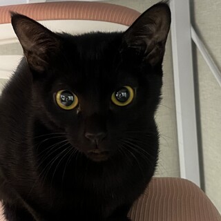 人馴れ訓練中！美人な黒猫うにちゃん