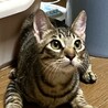 おめめパッチリキジトラの男子です♪ サムネイル4