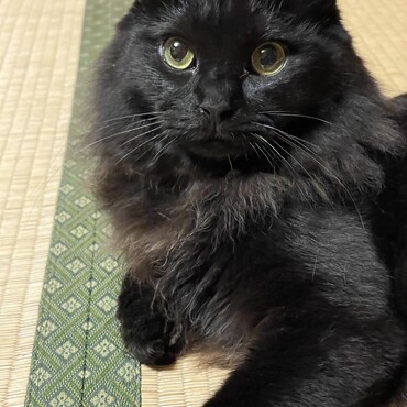 タテガミがモフモフで、タヌキのような長毛チョコレートブラックの猫です