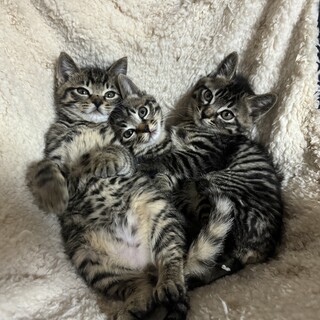 愛嬌たっぷりとっても可愛い3兄妹