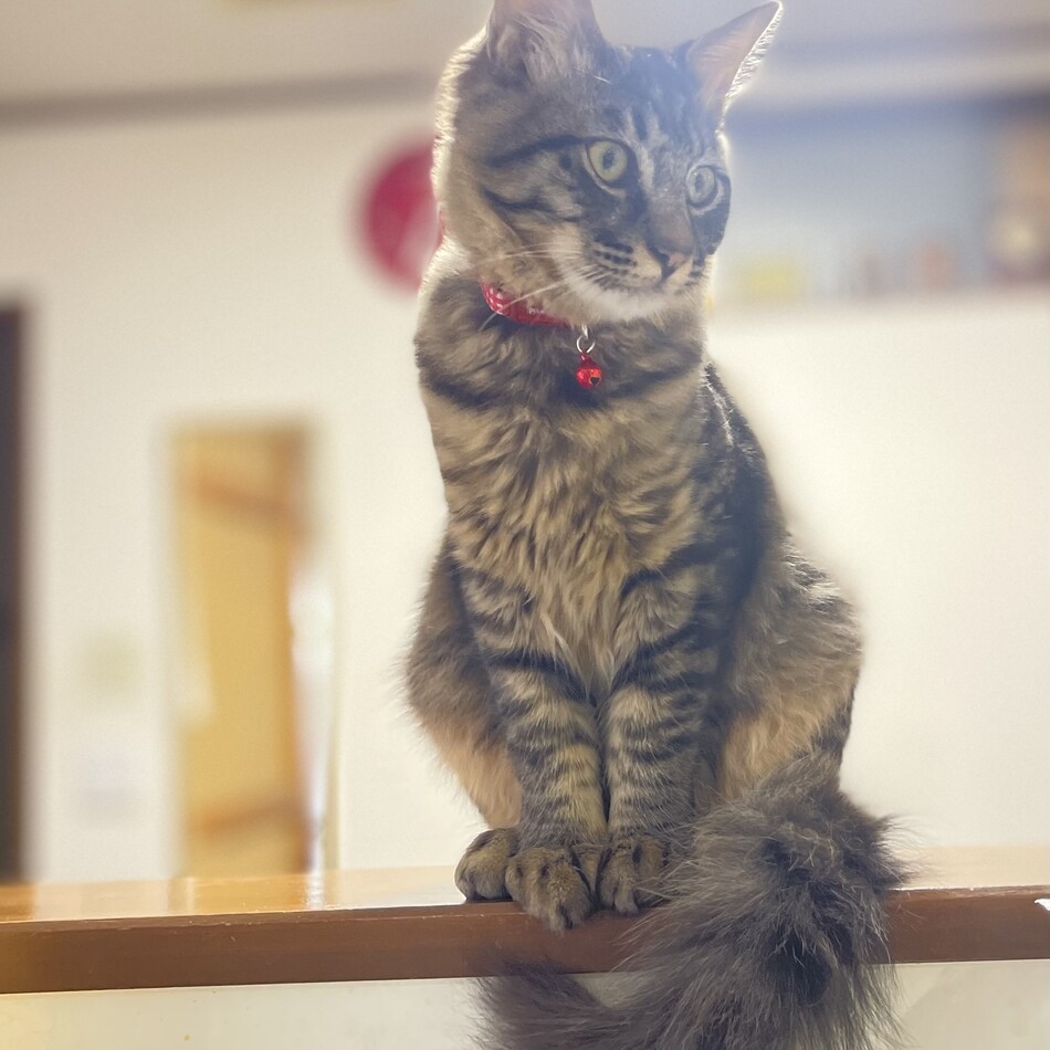 とろろのカバー写真