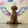 の写真