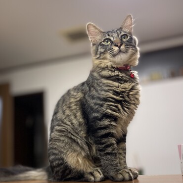 の写真
