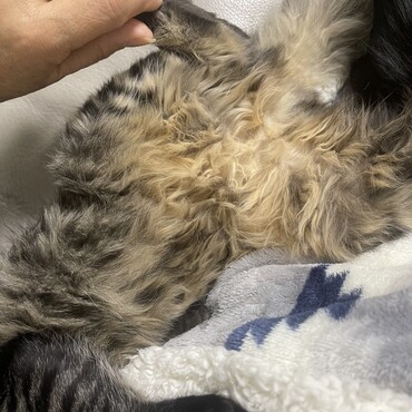 いまおよそ6ヶ月で、お腹と尻尾はこんなふうにモフモフしています