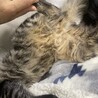 いまおよそ6ヶ月で、お腹と尻尾はこんなふうにモフモフしています