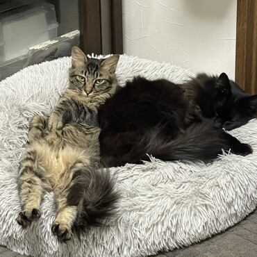 右はチョコレートブラックのおこげ、左はキジ虎長毛子猫のとろろ です
