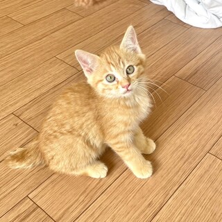  ぽっちゃりふわふわな男の子　茶丸くん