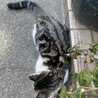 推定7ヶ月のオス猫　やんちゃ サムネイル3