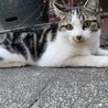 推定7ヶ月のオス猫　やんちゃ サムネイル4