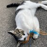 推定7ヶ月のオス猫　やんちゃ サムネイル5