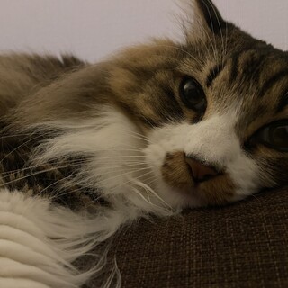 超絶甘えん坊男子のラテくん