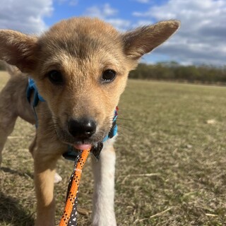 生後3か月仔犬　女の子