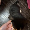 脚長わんこ サムネイル3