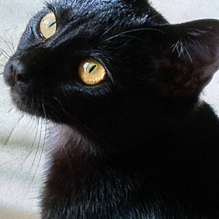 ココちゃん♡甘えん坊の艶々一見黒子猫